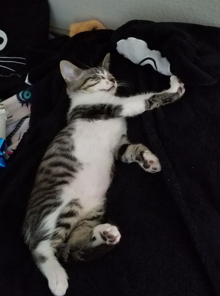 grey tabby cat on bed